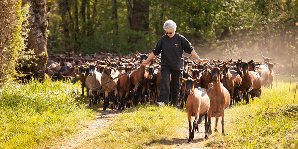 Chèvre dans la verdure au départ de la Sakura~no~ha.
